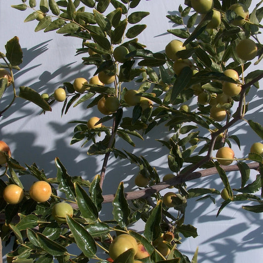 Honey Jar Jujube Tree Scion Wood 8" Thin Cutting - Ziziphus jujuba, Budding Graft for Grafting and Propagation