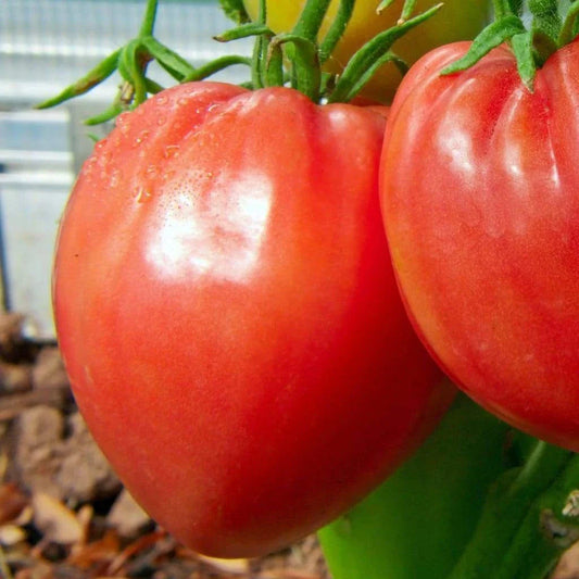 Pink Oxheart Tomato Seeds | Large NON-GMO Heirloom Variety | Solanum lycopersicum | Free Shipping
