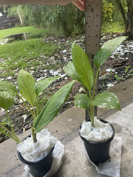 Live Starter Plant 14” Potted Krachai Finger Root Chinese Ginger Keys (Galangal) - Fresh Herbal Plant for Cooking