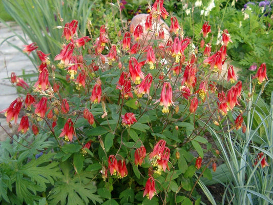 Wild Columbine – Aquilegia canadensis Native Red & Yellow Perennial | Hummingbird Magnet | 3” Pot Live Starter Plant