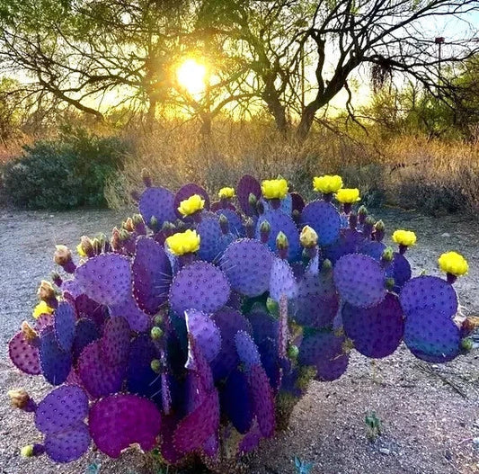 Purple Cactus Seeds - 20 Opuntia Santa Rita Prickly Pear Fruit - Rare Hardy Variety for Garden Planting