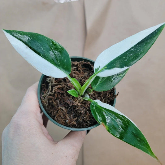 Rare Philodendron White Princess Plant - Variegated Aroid in 3" Pot - Ideal for Collectors - Philodendron erubescens