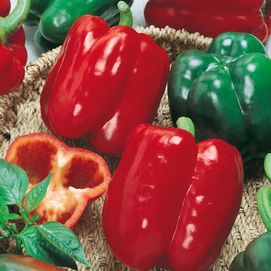 California Wonder Bell Pepper Seeds, Heirloom, Non-GMO, Variety Sizes, Capsicum annuum