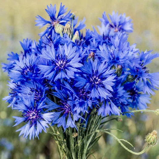 Cornflower Seeds 200 Count | Wildflower Variety | Centaurea Cyanus | USA Seller