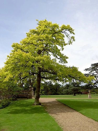 Concordia Oak Tree Live Bare Root 16+ Inches Quercus X Introgressa Zone 4-8