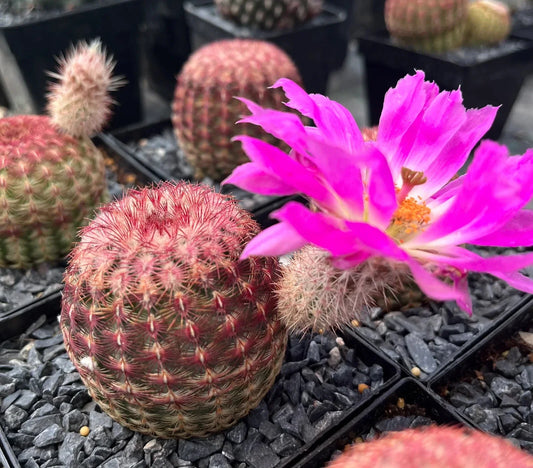 Echinocereus Rigidissimus Cactus - 2" Potted Rainbow Hedgehog with 3" Pink Flower - Colorful Desert Plant