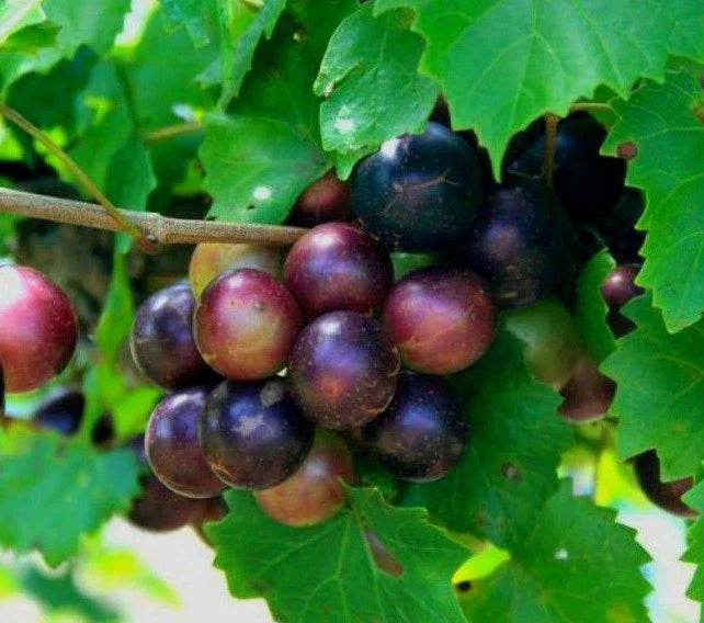 Heirloom Muscadine Grape Vines 2-Year-Old Live Plants Vitis Rotundifolia Bare Root USA Seller