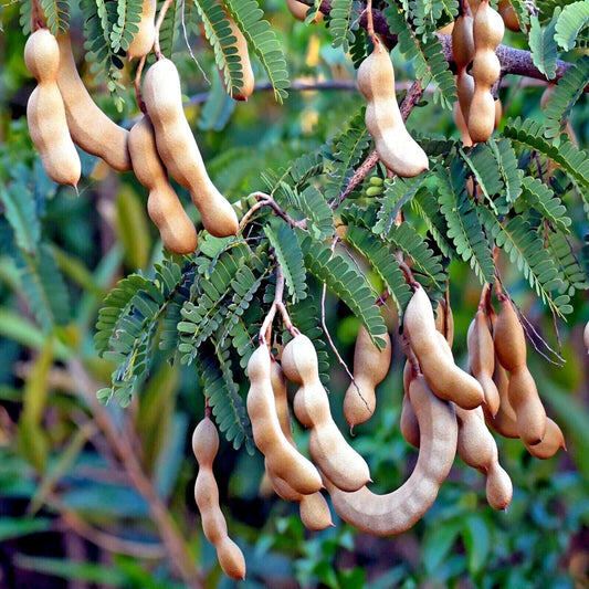 Tamarind Tree Seeds - 5 Pack - Tamarindus indica - Tropical Fruit Bonsai Plant