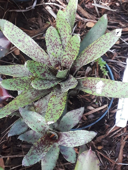 Neoregelia Mini Bromeliad Plant - SMALL FRY Tropical Variety - Indoor Houseplant, Air Purifier, Low Maintenance