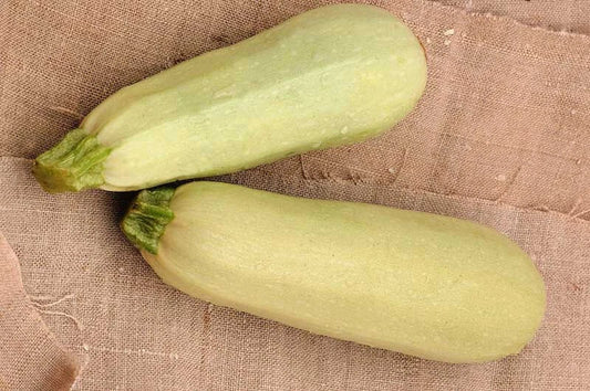 Cousa Squash Seeds - 25+ Pack - Heirloom Variety - Cucurbita pepo - USA Grown