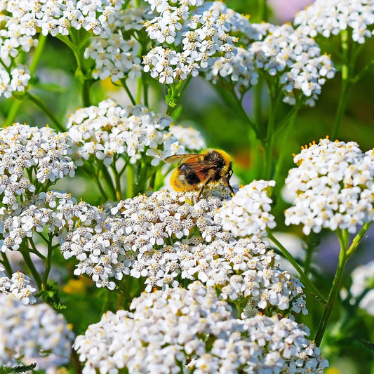Yarrow Seeds 2000+ Count White Non-GMO Perennial Pollinator (Achillea millefolium)