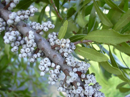Northern Bayberry Seeds - 20 Count - Myrica pensylvanica - Hardy Shrub for Landscaping and Erosion Control