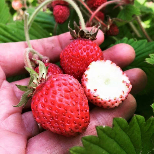 Live Strawberry Plants - 5 Scarlet June Roots - Perfect for Zones 4-9 - Fragaria × ananassa