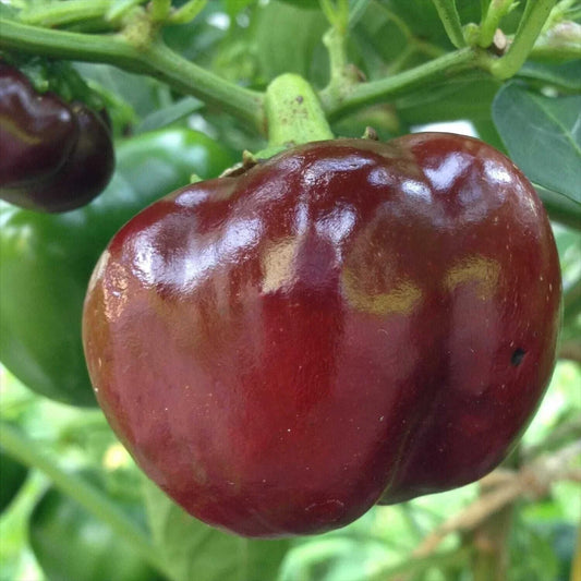 Chocolate Beauty Bell Pepper Seeds - 30+ NON-GMO Heirloom Vegetable Seeds - Capsicum annuum - USA Free Shipping