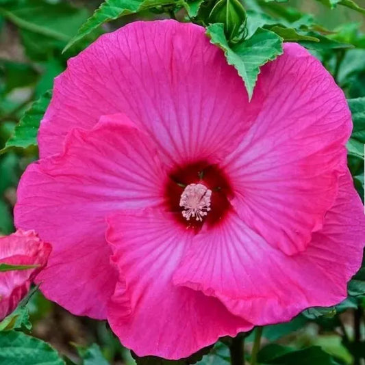 Honeymoon Deep Pink Hardy Hibiscus Seeds - Heirloom Dinner Plate, 20+ Seeds, Hibiscus moscheutos