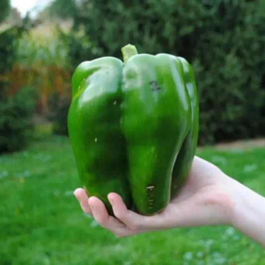 Emerald Giant Bell Pepper Seeds - 120+ Non-GMO Heirloom Organic Sweet Variety - Capsicum annuum