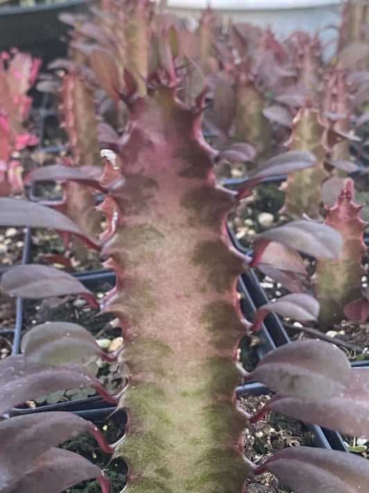 Rooted Red African Milk Tree Cactus - 2 Live Plants - Euphorbia trigona