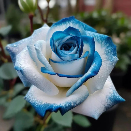 20pcs Sapphire Gem Twin Rose Seeds - Nature's Sparkling Treasures - Garden Flowers - Rosa spp.