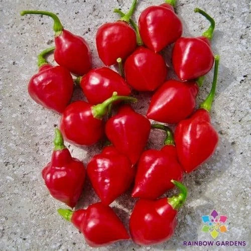 Spinning Tops Hot Pepper Seeds - 25+ Count for Garden Planting - Capsicum annuum - USA Grown