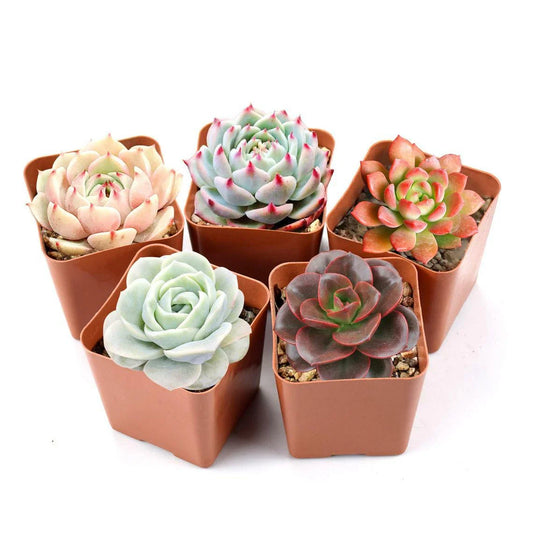 Echeveria Succulent Assorted Varieties in 2" Pot - Perfect for Garden Decor, Indoor Plants, and Home Decor