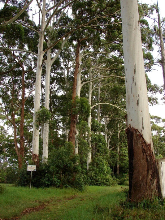 Rose Gum Seeds, 200 Count, Grand Eucalyptus, Eucalyptus grandis - Fast-Growing Tree Seeds for Gardens and Landscaping