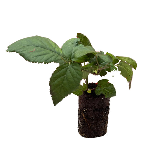 Ponca Blackberry Plug - Bare Root 1-Year-Old - Rubus fruticosus