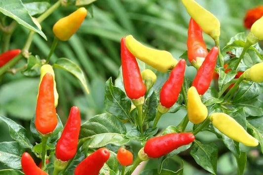 Tabasco Hot Pepper Seeds - 30 Count - Ideal for Chili Sauce - Capsicum frutescens - Fresh Garden USA