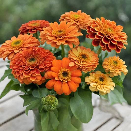 Queeny Pure Orange Zinnia Seeds - 100+ Pack - Garden Planting - Zinnia elegans - USA