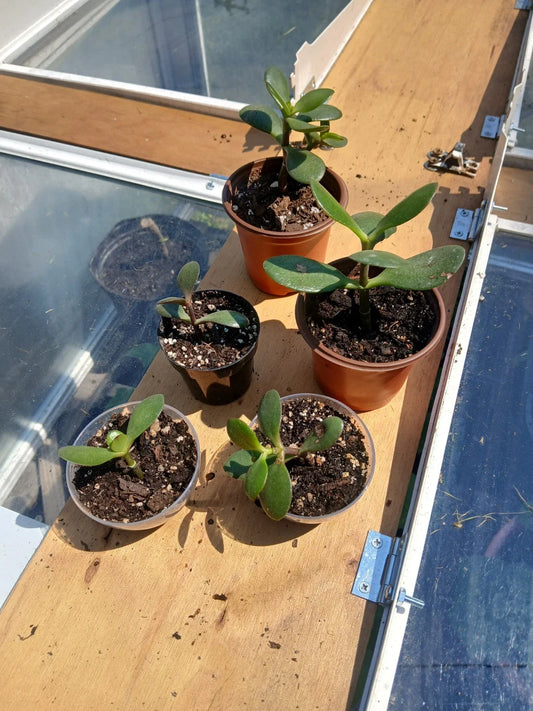 Crassula Ovata Jade Plant Rooted Cutting in 1-3" Pot | Live Succulent | Indoor Plant