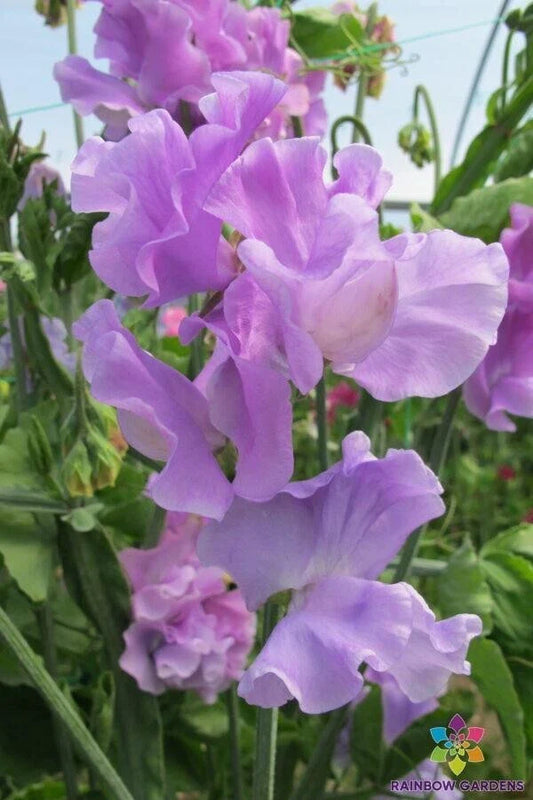 Serenity Sweet Pea Seeds - 50+ Count for Garden Planting - Lathyrus odoratus - USA Grown, Free Shipping