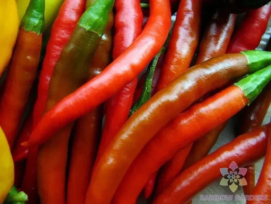Kung Pao Hot Pepper Seeds - 25+ Pack - Ideal for Garden Planting - Capsicum annuum - USA Grown, Free Shipping