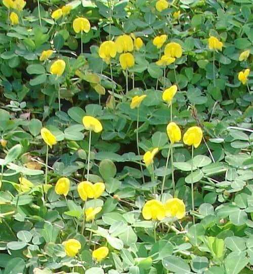 Peanut Seeds - 20 Count - Arachis hypogaea - Grow Your Own Garden Peanuts - Easy Planting