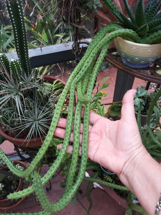 Red Dragon Stapelia Succulent Plants - 3 Rooted Pieces - Unique Star-Shaped Flowers - Stapelia gigantea