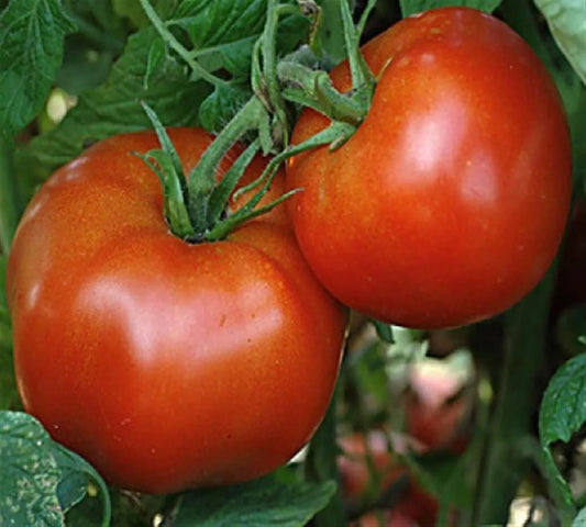 Marglobe Tomato Seeds - Heirloom, NON-GMO, Perfect for Salads, Variety Sizes, Solanum lycopersicum