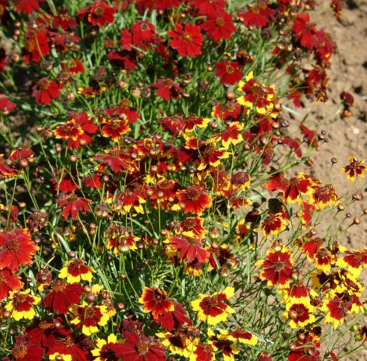 Coreopsis Seeds - 1000 Semi-Dwarf Red Heirloom for Pollinators & Bees - Non-GMO (Coreopsis tinctoria)