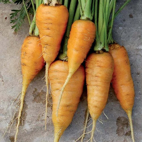 Oxheart Orange Carrot Seeds 150+ Non-GMO Vegetable Garden Seeds - Daucus carota, USA, Free Shipping