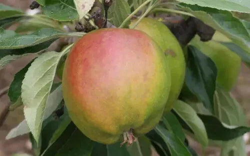 Cornish Gilliflower Apple Seeds - 25+ Seeds for Garden Planting - Malus domestica - USA