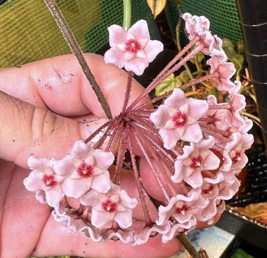 Hoya Plant 4” Pot Carnosa Chelsea Easy to Bloom (Hoya carnosa 'Chelsea')