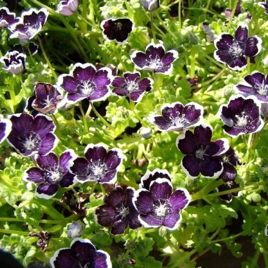 Nemophila Seeds, 200 Count, Penny Black Purple Baby Black Eyes, Heirloom Non-GMO, Wildflower Mix.