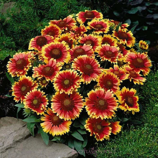 Dwarf Goblin Blanket Flower Seeds - Gaillardia Perennial Native Flower - Non-GMO - 50 Seeds