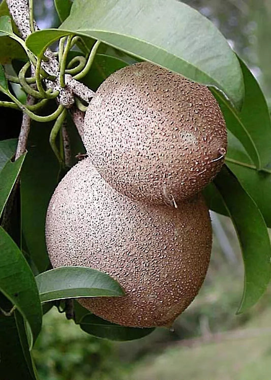 Sapodilla Tree Seeds - Chicle Tropical Brown Sugar Fruit - Manilkara zapota - Exotic Fruit Seeds for Gardening