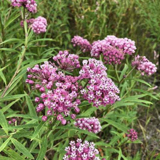 Swamp Milkweed Seeds 30+ Pack Asclepias incarnata Perennial for Butterflies and Bees, Native to USA