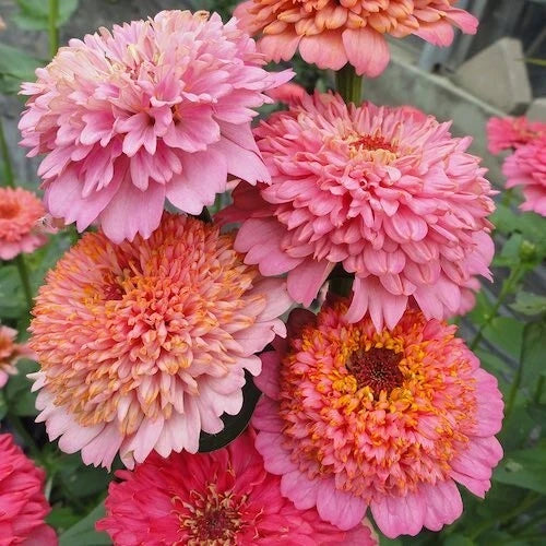 Zinnia Seeds - 100+ Pink Mix - Garden Planting - Zinnia elegans - USA