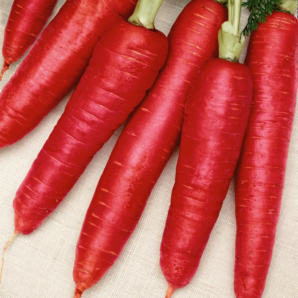 Atomic Red Carrot Seeds - Fresh Heirloom Vegetable Seeds - Daucus carota - Non-GMO Organic Gardening Supplies