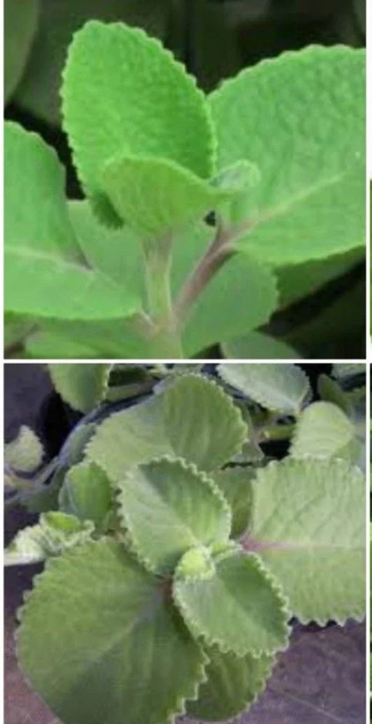 Cuban Oregano Plant 6-8" Well-Rooted Herb Origanum Mexican Indoor Outdoor Gardening