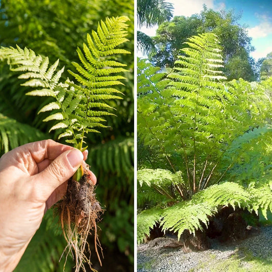 Rare Live Bare Plant - Lophosoria quadripinnata Giant Tree Fern - 6" Size