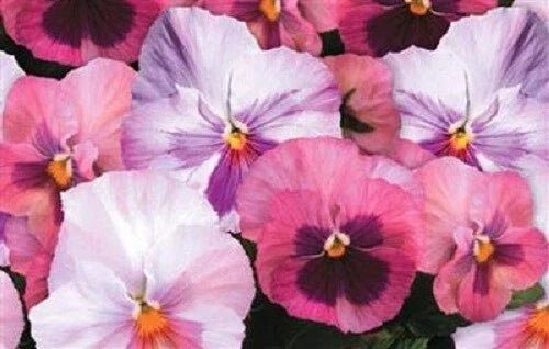 Pansy Seeds - 50 Pack - Delta Premium Pink Shades - Viola tricolor