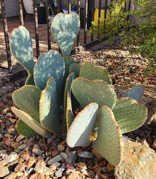 Live Cactus Pad Cutting - Beavertail Prickly Pear - Opuntia basilaris - Succulent Plant for Home & Garden Decor