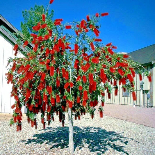 Weeping Bottlebrush Tree 100 Seeds - Callistemon viminalis - Garden Plant Seeds for Landscaping