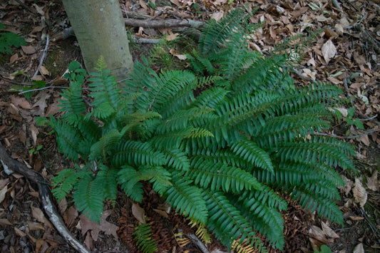 Christmas Fern Bare Root Plant - Evergreen Polystichum Acrostichoides - Dense Fronds for Shade, Erosion Control, Winter Wildlife Habitat